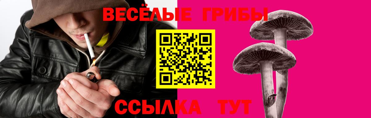 Галлюциногенные грибы прущие грибы  Луховицы  Галлюциногенные грибы Psilocybine cubensis 